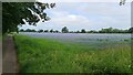 Flax field