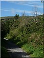 ST4454 : Hedge by Strawberry Line, north-west of Cheddar by David Smith