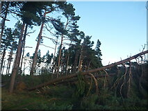 NT6378 : East Lothian Landscape : Storm-felled Trees at Hedderwick Hill Shelter-belt by Richard West