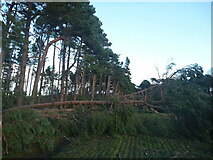 NT6378 : East Lothian Landscape : Storm Damage at Hedderwick Hill Shelter-belt by Richard West