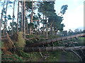 NT6378 : East Lothian Landscape : Wind-felled Trees at Hedderwick Hill Shelter-belt by Richard West