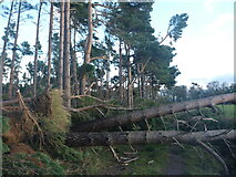 NT6378 : East Lothian Landscape : Wind-felled Trees at Hedderwick Hill Shelter-belt by Richard West