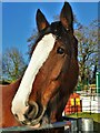 Lottie the Shire Horse