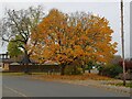 Autumn trees, Newland Road, Droitwich