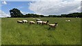 SO7661 : Sheep by the Martley Circular Walk by Fabian Musto