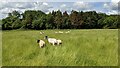 SO7661 : Sheep by the Martley Circular Walk by Fabian Musto