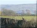 Pheasant on a dyke