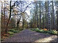 Path into the woods