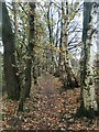 Avenue of silver birch at the edge of Stockport Golf Club