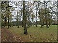 Small wood, Stockport Golf Club