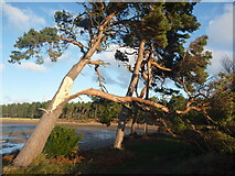 NT6378 : Coastal East Lothian : Storm Damaged Tree At Hedderwick by Richard West