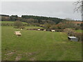 Sheep above Shobdon