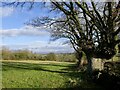 Roadside oak, Hamnish