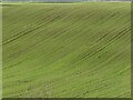 Winter cereals, Hamnish