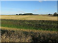 TF8044 : Arable field on Deepdale Marsh by Hugh Venables