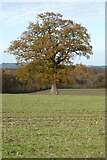 SO4674 : Oak tree  by Philip Halling