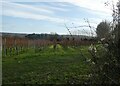 Orchard, Boughton under Blean