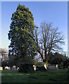 TF0919 : Churchyard trees by Bob Harvey