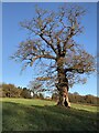 SK3644 : Old Oak tree by Jay Pea