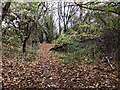 Footpath through the woods to the Icknield Way