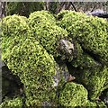 SK0869 : Moss on wall by Jay Pea