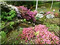 Azaleas by a stream