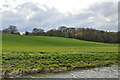 View to Marsh Wood