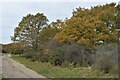 Path on Dartford Heath