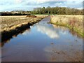 Puddle on the path