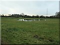 Waterlogged field, near Torkington