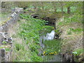 Crossford Burn east of Waggon Road