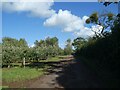 Cider orchard north of Sandford