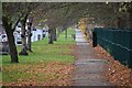 Autumn leaves beside Midfield Way