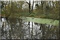 Pond at Irish Plantation, Scadbury Nature Reserve