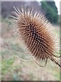 Teasel at Jakeman