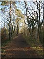 The Derwent Path passing through Make-me-rich Plantation