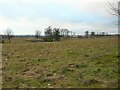 Grassland, Easterhouse