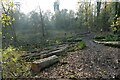 Felled trees in Gobions Wood