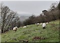 Sheep near Dolforwyn Castle