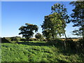 Wide verge by the road from Charwelton to Preston Capes