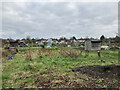 TL4655 : On the allotment in December by John Sutton
