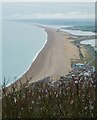 SY6378 : Chesil Beach from Portland viewpoint by Rob Farrow