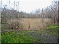 Reedy pond in Coton Park Local Nature Reserve