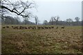 SE2869 : Deer in Studley Park by DS Pugh