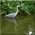 Wading heron south of Penkridge, Staffordshire