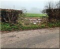 Gap in a hedge near Wonastow