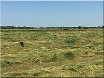 SO9137 : Haymaking in Twyning Meadow by Philip Halling