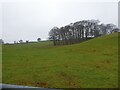 Copse near Black Well spring