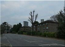 TQ0058 : Winter tree in Heathside Road by Basher Eyre
