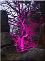 SK2669 : Illuminated tree in the Rockery by Graham Hogg